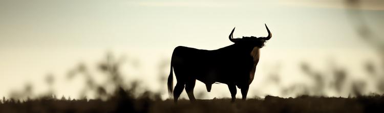 Bullshit Software Projects