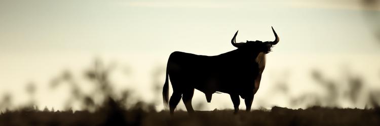 Bullshit Software Projects